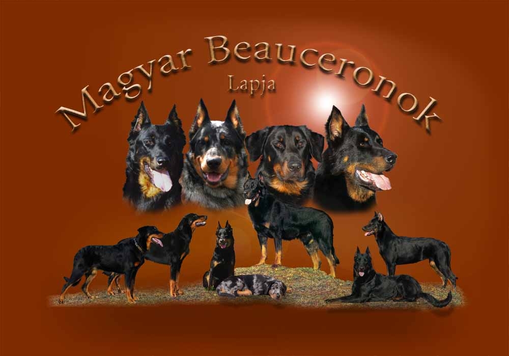 beauceron-kezdo.jpg